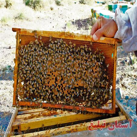 سفارش پروژه بانک اطلاعاتی زنبورداری با اس کیو ال لایت یا sql
